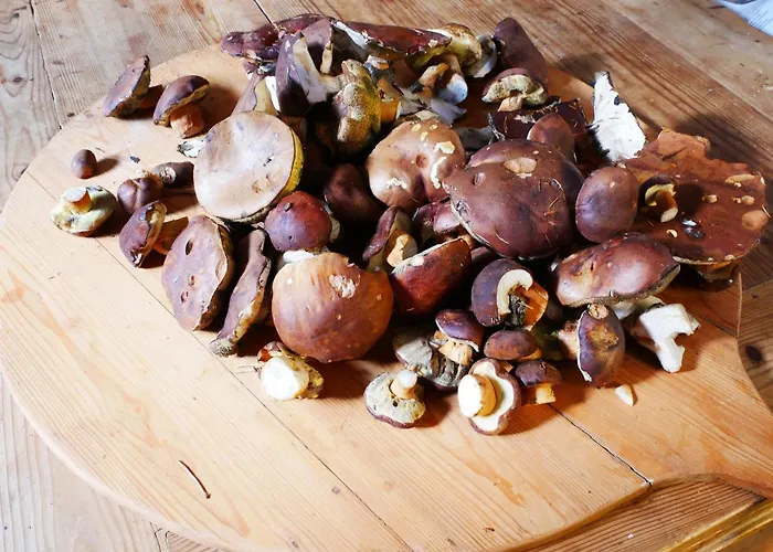 Dom Pod Ptasznica * كودوفا- زدروي