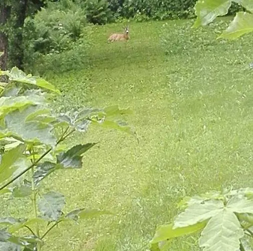 Dom Pod Ptasznica مزرعة للإقامة